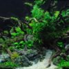Décoration d'aquarium en bois pour arbres naturels, 1 pièce, fournitures d'ornement pour aménagement paysager – Image 3