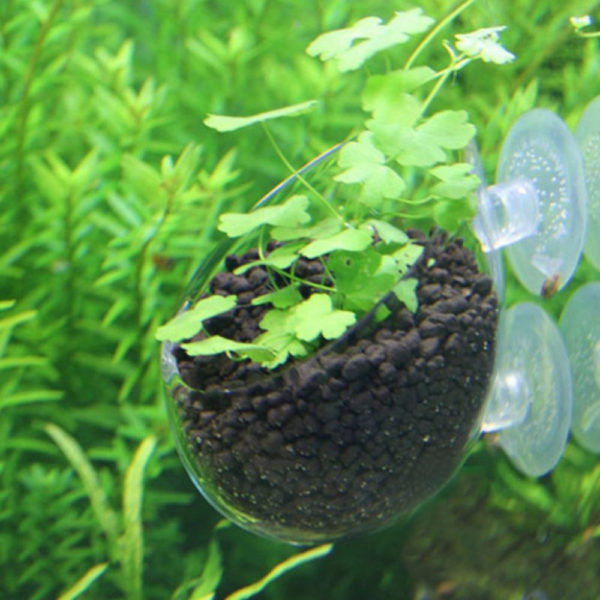 Mini Pot en verre pour Aquarium d coration d aquarium Pot en Pot d eau Polka 2