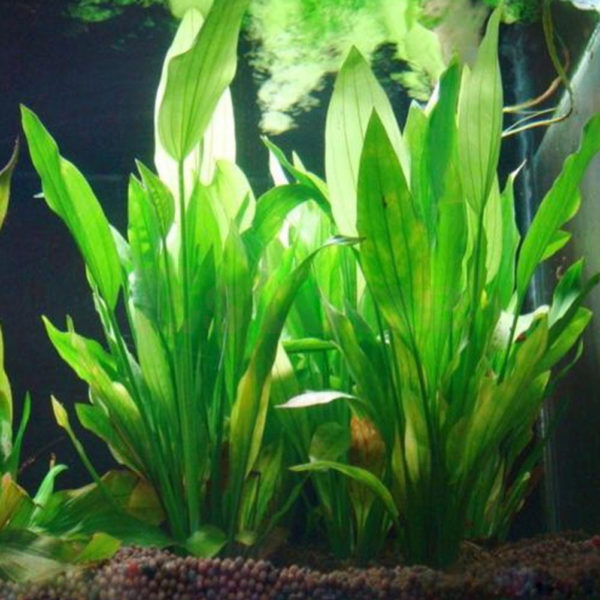 Plante aquatique artificielle en plastique herbe verte hauteur 15cm pour Aquarium